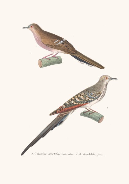 Main Product Photo of Colombe Tourtelette Painting by Coenraad Jacob Temminck