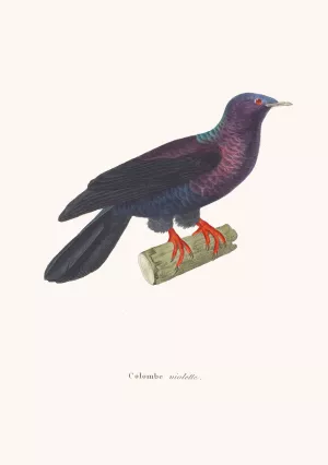 Colombe Violette Oil painting by Coenraad Jacob Temminck