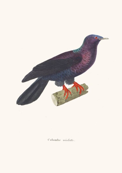 Main Product Photo of Colombe Violette Painting by Coenraad Jacob Temminck