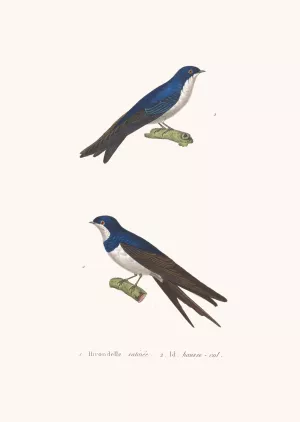 Hirondelle Satinee by Coenraad Jacob Temminck Oil Painting