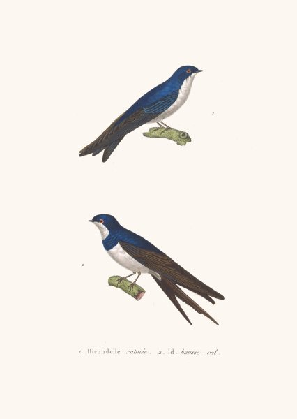Hirondelle Satinee by Coenraad Jacob Temminck - Hand-Painted Oil Painting Reproduction