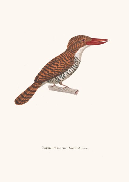 Main Product Photo of Martin-Chasseur Buccoide  Painting by Coenraad Jacob Temminck