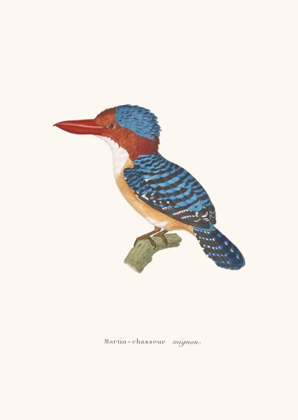 Martin-Chasseur Mignon  by Coenraad Jacob Temminck - Hand-Painted Oil Painting Reproduction