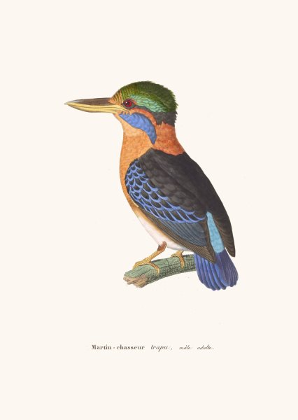 Martin-Chasseur Trapu  by Coenraad Jacob Temminck - Hand-Painted Oil Painting Reproduction