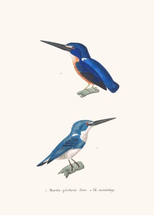Martin-Pecheur Biru Oil painting by Coenraad Jacob Temminck