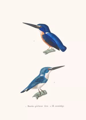Martin-Pecheur Biru Oil painting by Coenraad Jacob Temminck