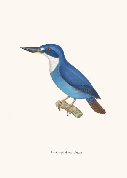Martin-Pecheur Lazuli  by Coenraad Jacob Temminck - Hand-Painted Oil Painting Reproduction