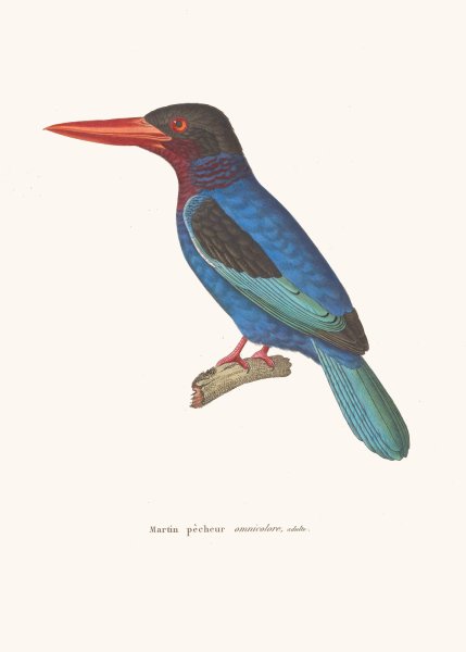 Main Product Photo of Martin-Pecheur Omnicolore Painting by Coenraad Jacob Temminck