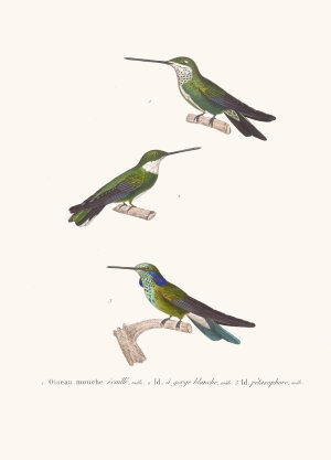 Oiseau-Mouche Ecaille by Coenraad Jacob Temminck Oil Painting