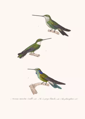 Oiseau-Mouche Ecaille by Coenraad Jacob Temminck Oil Painting