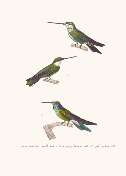 Main Product Photo of Oiseau-Mouche Ecaille Painting by Coenraad Jacob Temminck