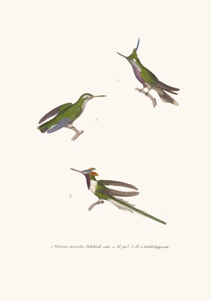Main Product Photo of Oiseau-Mouche Lalande  Painting by Coenraad Jacob Temminck