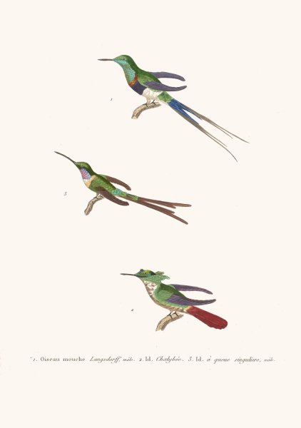Oiseau-Mouche Langsdorff  by Coenraad Jacob Temminck - Hand-Painted Oil Painting Reproduction