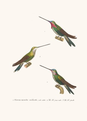 Oiseau Mouche Mediastin by Coenraad Jacob Temminck Oil Painting