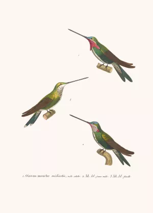 Oiseau Mouche Mediastin Oil painting by Coenraad Jacob Temminck