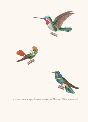 Oiseau-Mouche Superbe by Coenraad Jacob Temminck Oil Painting