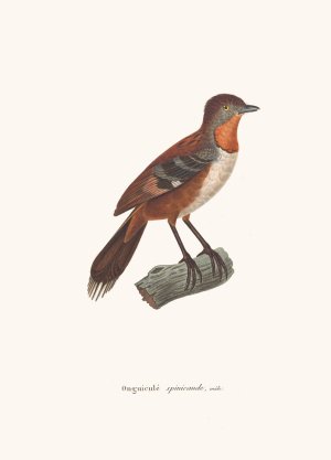 Onguicule Spinicaude Male by Coenraad Jacob Temminck Oil Painting