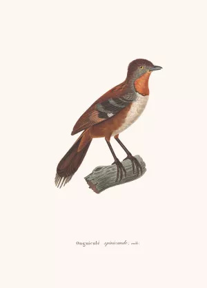 Onguicule Spinicaude Male by Coenraad Jacob Temminck Oil Painting