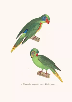 Perruche Coquette by Coenraad Jacob Temminck Perruche Coquette Oil painting by Coenraad Jacob Temminck