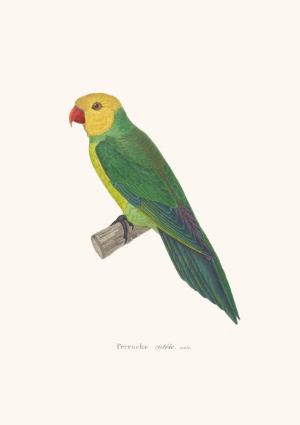 Main Product Photo of Perruche Eutele Painting by Coenraad Jacob Temminck