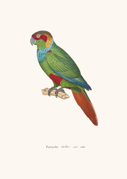 Perruche Tiriba  by Coenraad Jacob Temminck - Hand-Painted Oil Painting Reproduction