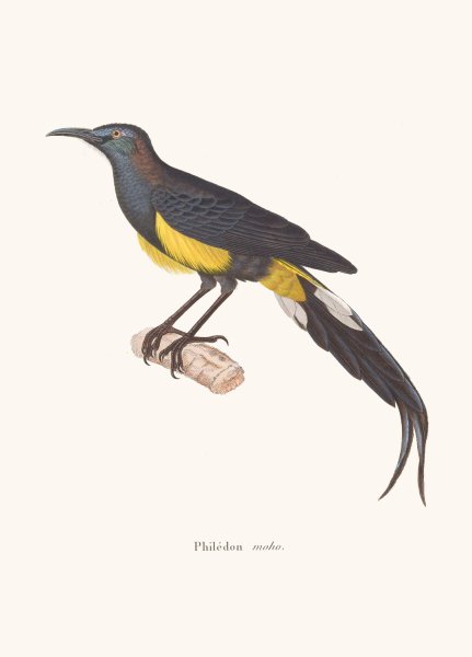 Main Product Photo of Philedon Moho Painting by Coenraad Jacob Temminck