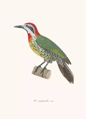 Pic Poignarde Oil painting by Coenraad Jacob Temminck