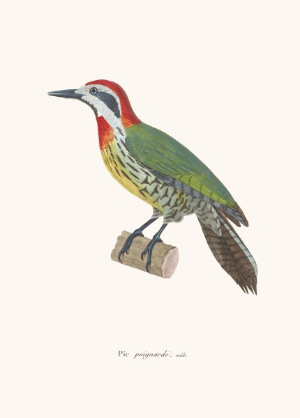 Pic Poignarde  by Coenraad Jacob Temminck - Hand-Painted Oil Painting Reproduction