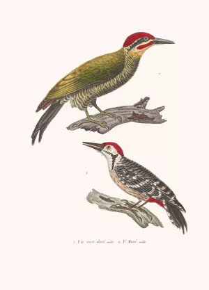 Pic Vert-Dore Ou Azara Oil painting by Coenraad Jacob Temminck