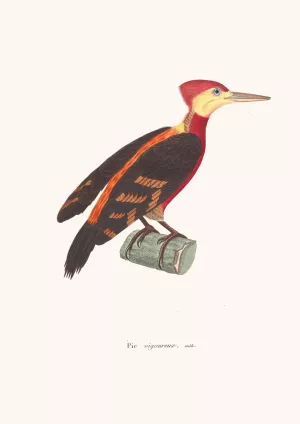 Pic Vigoureux Male by Coenraad Jacob Temminck Oil Painting