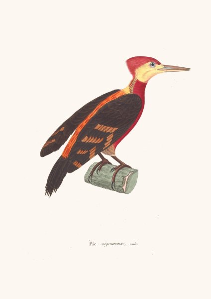 Pic Vigoureux Male  by Coenraad Jacob Temminck - Hand-Painted Oil Painting Reproduction