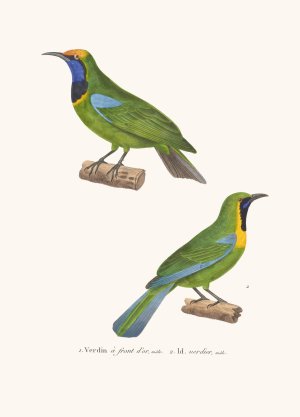 Verdin A Front D'or Oil painting by Coenraad Jacob Temminck