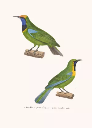 Verdin A Front D'or Oil painting by Coenraad Jacob Temminck