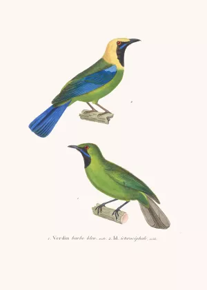 Verdin Barbe-Bleue by Coenraad Jacob Temminck Oil Painting