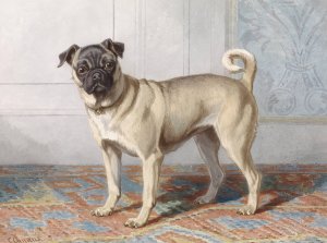 Portrait of Edwin vom Rath's Pug by Conradijn Cunaeus Oil Painting