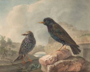 Twee spreeuwen by Cornelis Van Hardenbergh Oil Painting