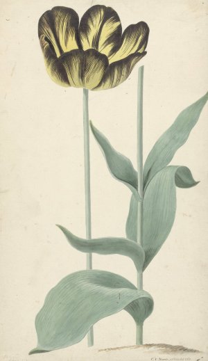 De tulp Bizard Catafalque by Cornelis Van Noorde Oil Painting