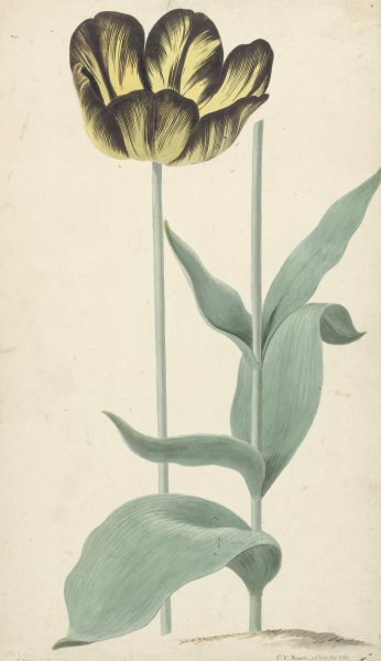 De tulp Bizard Catafalque  by Cornelis Van Noorde - Hand-Painted Oil Painting Reproduction