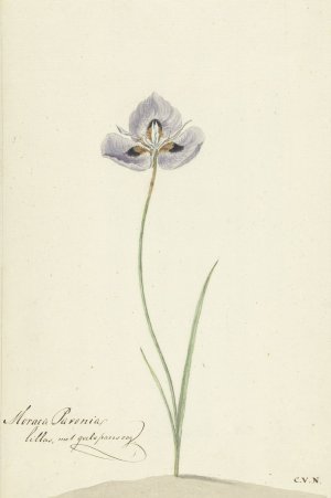 Iris by Cornelis Van Noorde Oil Painting