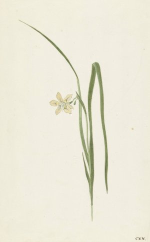 Iris by Cornelis Van Noorde Oil Painting