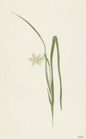 Iris by Cornelis Van Noorde Oil Painting