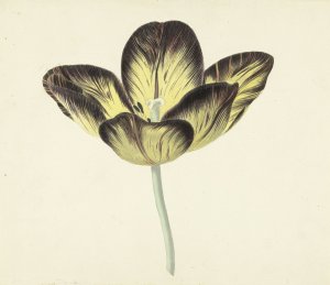 Tulp genaamd Bizard Egiptienne by Cornelis Van Noorde Oil Painting