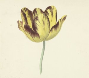 Tulp genaamd Bizard Le Febure No. 1 by Cornelis Van Noorde Oil Painting