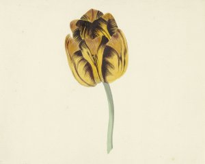 Tulp genaamd Bizard Leodie by Cornelis Van Noorde Oil Painting