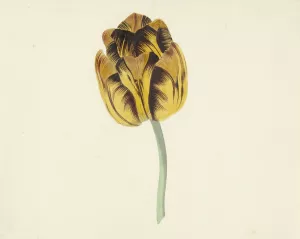 Tulp genaamd Bizard Leodie Oil painting by Cornelis Van Noorde