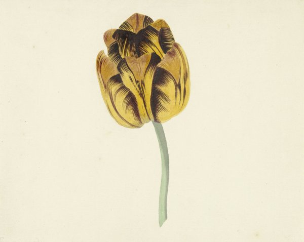 Tulp genaamd Bizard Leodie  by Cornelis Van Noorde - Hand-Painted Oil Painting Reproduction