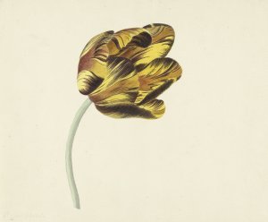 Tulp genaamd Bizard Phoenix by Cornelis Van Noorde Oil Painting