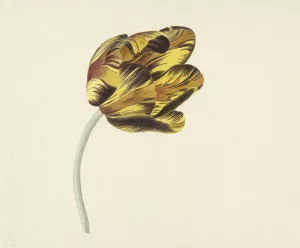Tulp genaamd Bizard Phoenix Oil painting by Cornelis Van Noorde