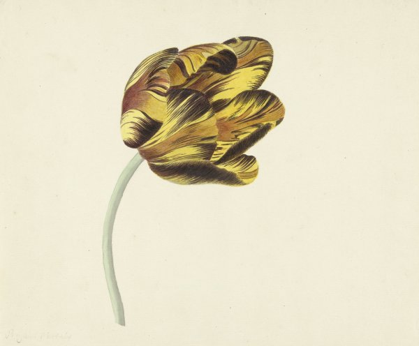 Tulp genaamd Bizard Phoenix  by Cornelis Van Noorde - Hand-Painted Oil Painting Reproduction