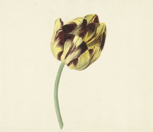 Tulp genaamd Bizard Pontifex Romanus by Cornelis Van Noorde Oil Painting